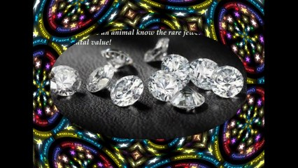 The animals are precious jewels in our lives, their love is invaluable! [Quotes and Poems]