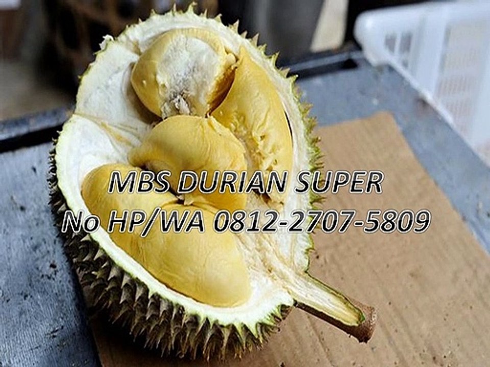 GROSIR, WA 0812-2707-5809, Bibit Durian D24 Sulawesi Selatan