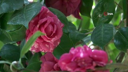 Sultan II. Abdülhamid'in 144 yıllık serası görenleri kendine hayran bırakıyor