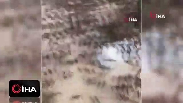 Çekirgeler Suudi Arabistan'ı istila etti