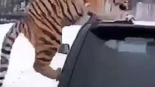 Every tiger in the soul kisya 