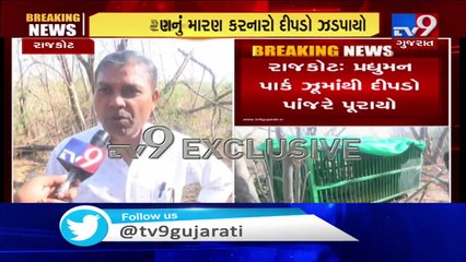 Leopard that killed dear in Rajkot's Pradhyuman park, trapped - TV9News