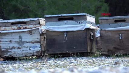 Muğla donmuş değil, donmamış baldan uzak durun uyarısı