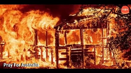 Woman Risks Her Own Safety to Rescue Burnt Koala from Australian Bushfire