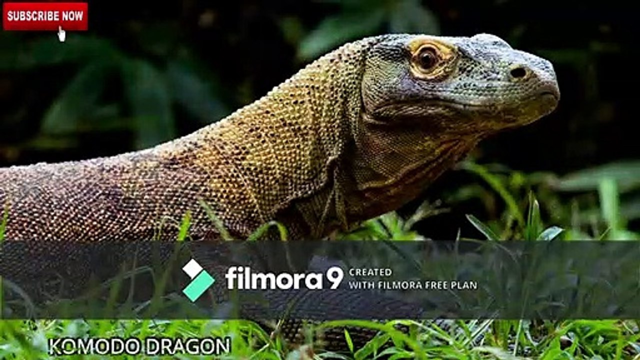 5 Most Venomous and Poisonous Lizards | poisonous lizards | pets & animals point: