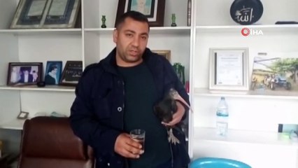 Doğaya salınan kelaynak kuşunu köpeklerin elinden kurtardı