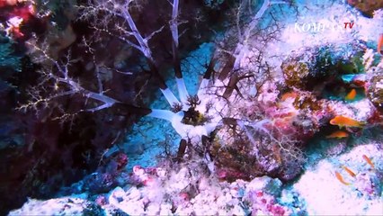 AIR TERJUN PRIA LAUT