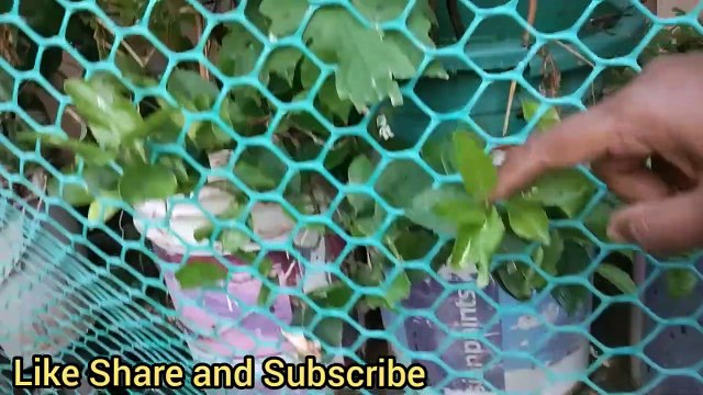 mottai maadi kozhi valarpu in tamil/chicken news tamil /indian country chicken news/vedio 11