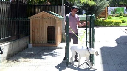 (ARŞİV) Milli Eğitim Bakanı Ziya Selçuk'un barınaktan sahiplendiği "Pergel"