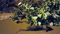 Árvore cai e mata cachorrinho que passava pelo local no Interlagos; via ficou parcialmente interditada