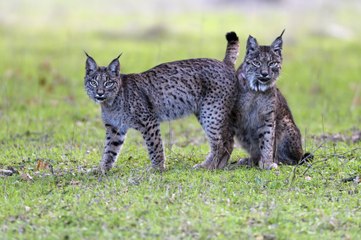 Dehesa, el bosque del lince ibérico - Trailer (HD)