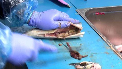 İzmir uskumrudan yapılan 'balık döner' ihracata hazırlanıyor