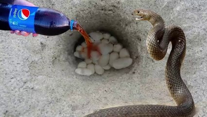 Experiment :  Pepsi & CoolAir vs Python Snake in Hole - How To Catch Wild Big Snake