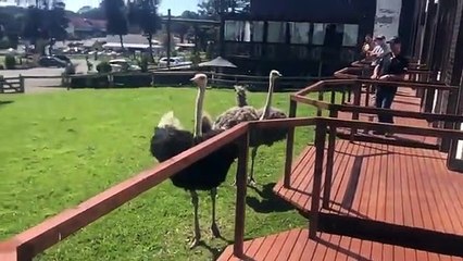 Avestruz Vs homem desajeitado em uma espécie de jogo da apanhada