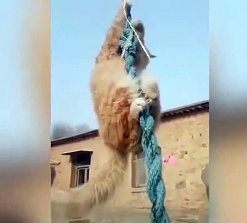 Cute is Not Enough | Cuteness overloaded | Funny Cats and Dogs Compilation