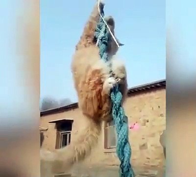 Cute is Not Enough | Cuteness overloaded | Funny Cats and Dogs Compilation