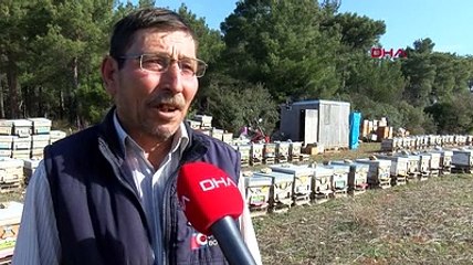 Barakada kalıyor, arılarla yatıp arılarla kalkıyor