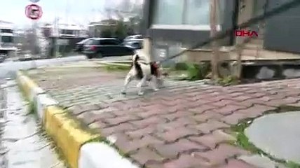 Elektrik arızası köpeklerle çözülecek