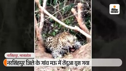 गांव में घुसे तेंदुए को ग्रामीणों ने खदेड़ा, रेस्क्यू के बाद पकड़ा गया