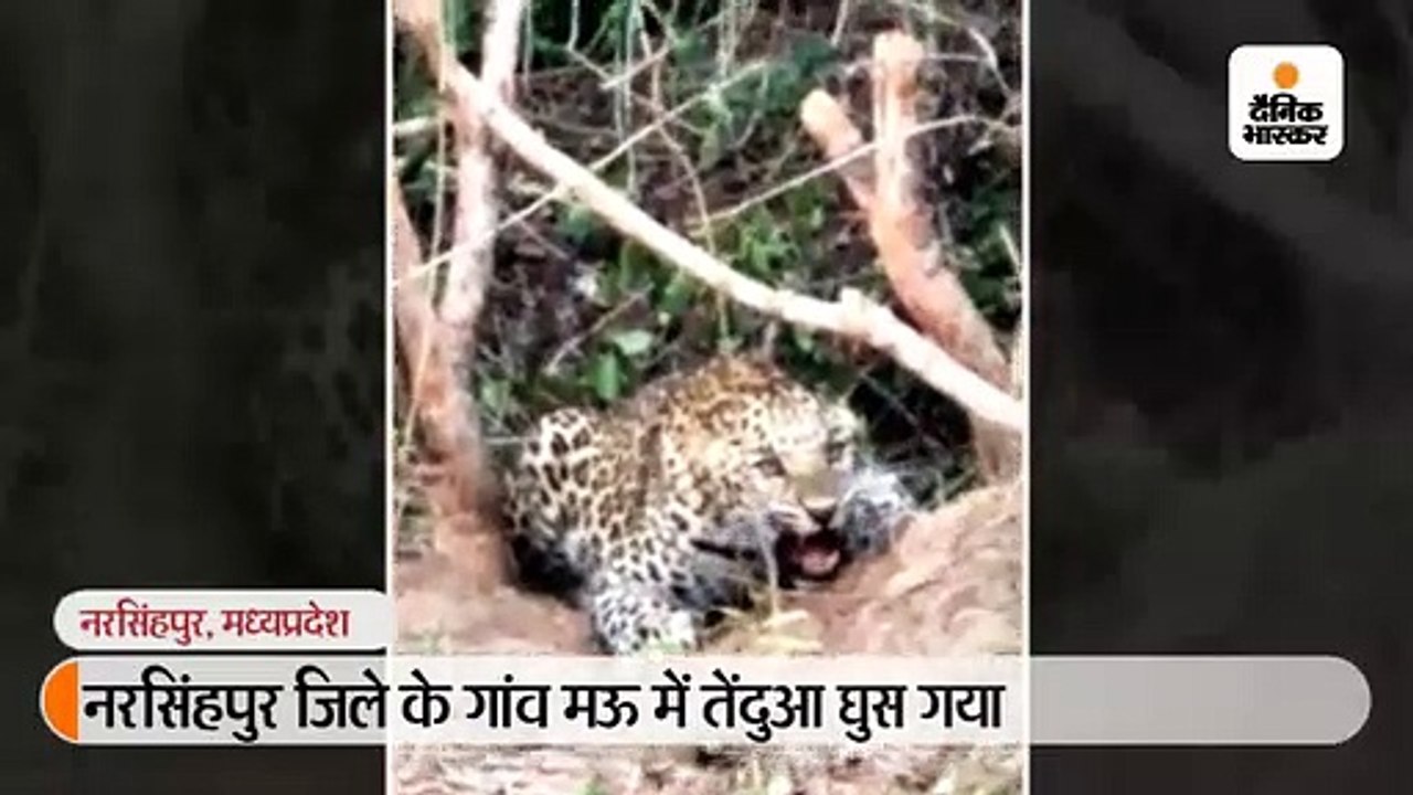 गांव में घुसे तेंदुए को ग्रामीणों ने खदेड़ा, रे...