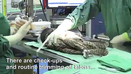 UAE falcon hospital a window into Emirati tradition