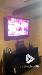 VV3717 Dog has new eyebrows