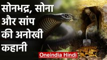 Sonbhadra में Gold के खजाने पर Snakes का पहरा, Russell Viper, Cobra, Karait की भरमार|वनइंडिया हिंदी