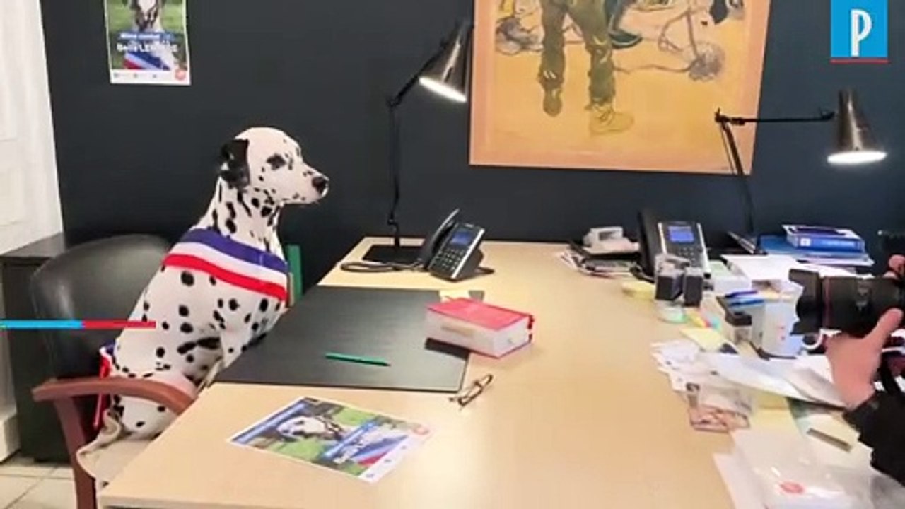 Municipales : La SPA présente Bella, une candidate qui a du chien