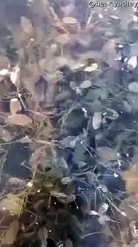 Patin à glace tracté par un OURS sur le lac gelé en Russie !