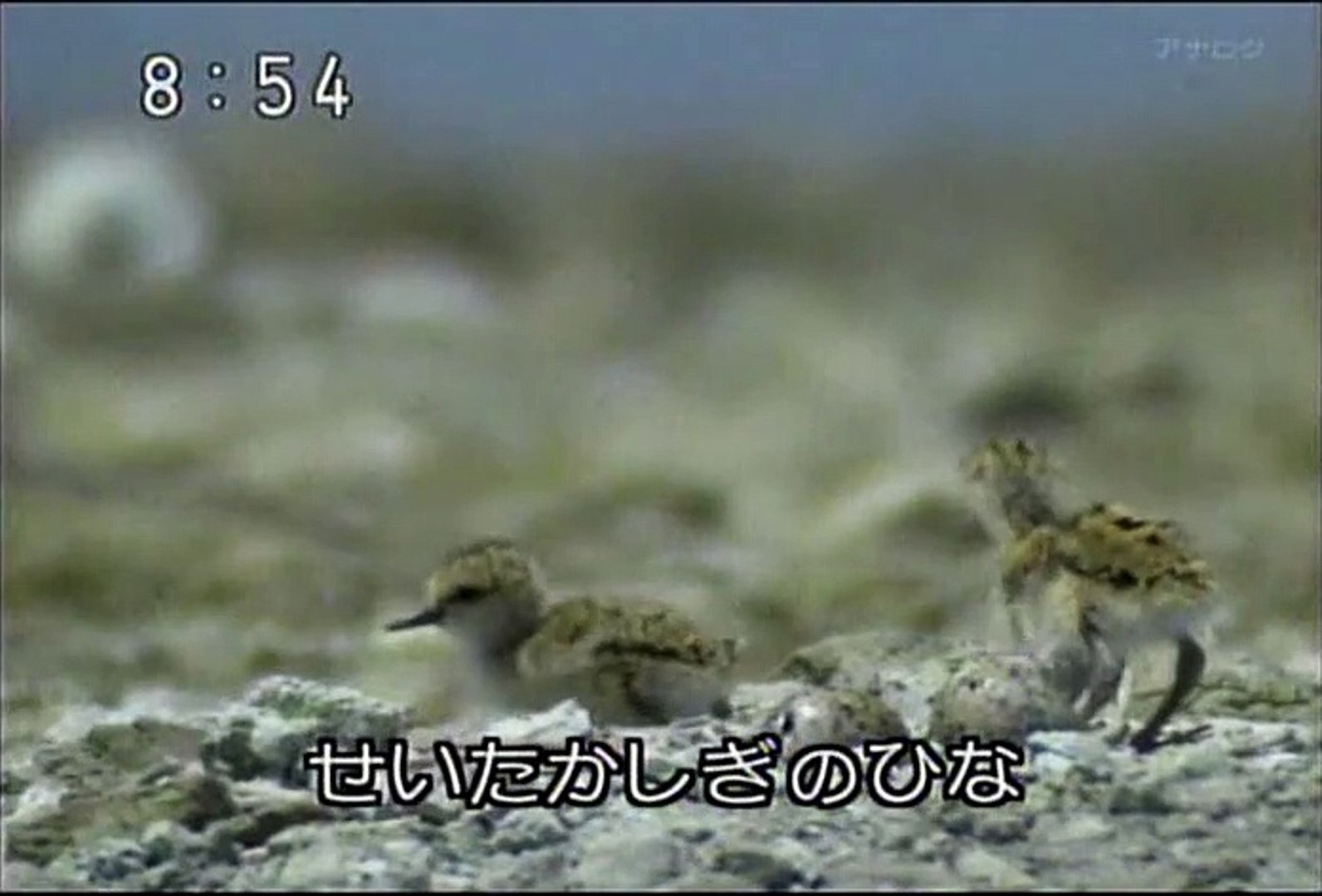 08年9月29日 おかあさんといっしょ せいたかしぎのひacな Okaasan To Issho With Mother Hawksbill Chicks Video Dailymotion