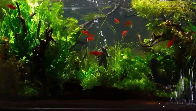 Ondine Bande-annonce VOSTFR