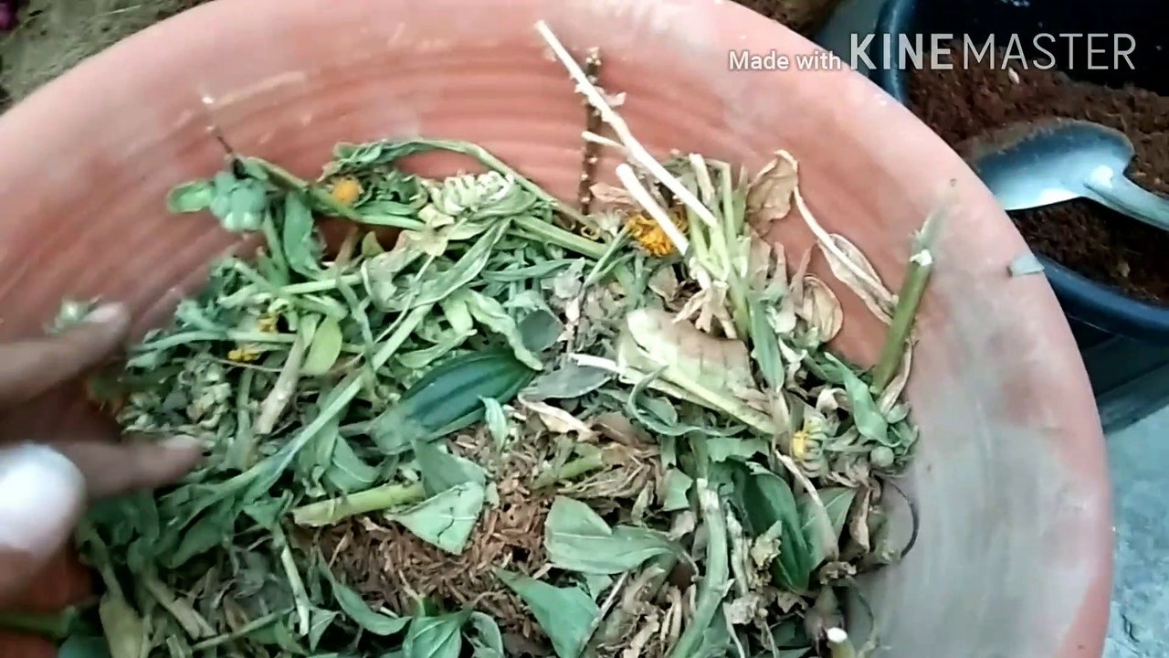 Tips for Repotting a Nursery plant..