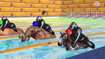 Learn Colors With Animal - Learn Colors with Gorillas Riding Animals Swimming Race eat Fruits colors Cartoon for Children