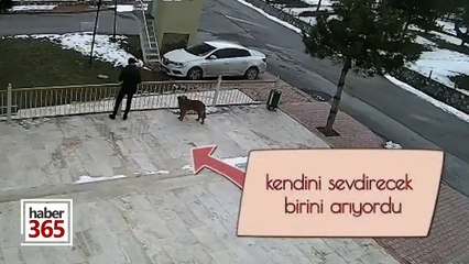Malatya’da kendini sevdirmek için birini arayan köpekçik ve ona elini uzatan temizlik görevlisi 