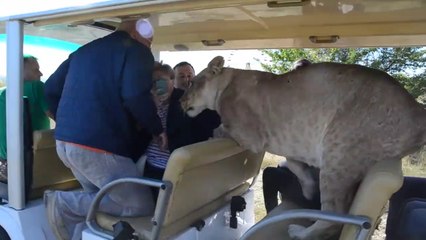 En russie, les lionnes des zoos viennent vous faire des calins