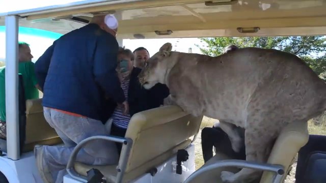 En russie, les lionnes des zoos viennent vous faire des calins