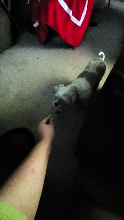 Dog Only Eats If Fed By Owner
