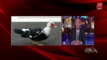 تعرف على تفاصيل قرض البط المسكوفي الذي أثار السخرية على مواقع التواصل