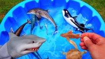 alioop - Learn Names Sea Animals For Kids New Toy Videos For Kids - Names Ocean Shark Toys For Children