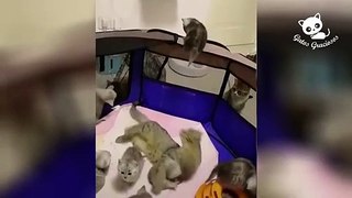 Gatos Graciosos - Los Mejores Videos de Gatos Chistosos 2020
