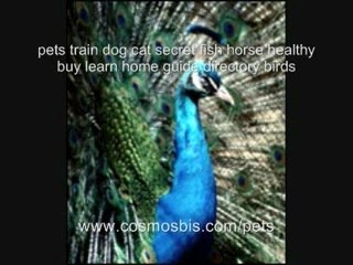 pets train dog cat secret fish horse healthy buy learn home