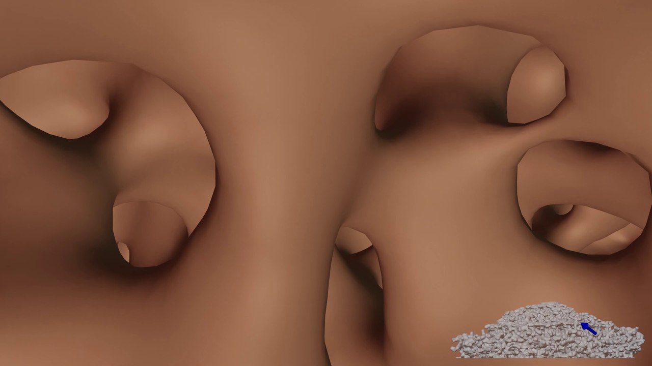 Inside an Ant Colony (3D Model of a Real Fire Ant Colony)