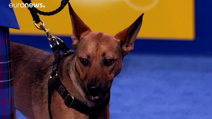 دراسة:  الكلاب قادرة على تبادل مشاعر الحب