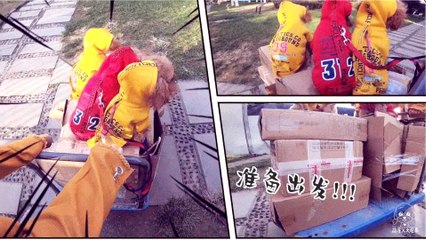 Funny Dogs Cute and Funny Dog Videos Compilation #33