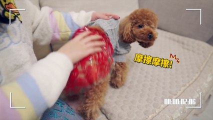 Funny Dogs Cute and Funny Dog Videos Compilation #38