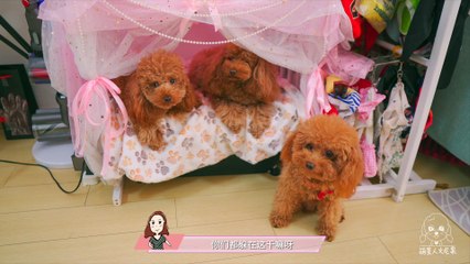 Funny Dogs Cute and Funny Dog Videos Compilation #40