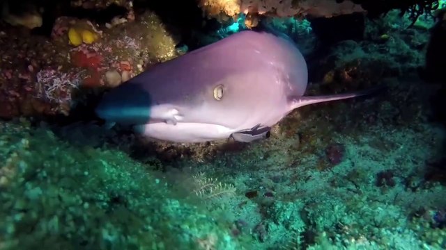 Diver Gets Close To Black Tip Reef Shark In Bali