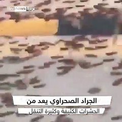 طوارئ فى دول عربية بسبب حشرة.. اعرف التفاصيل