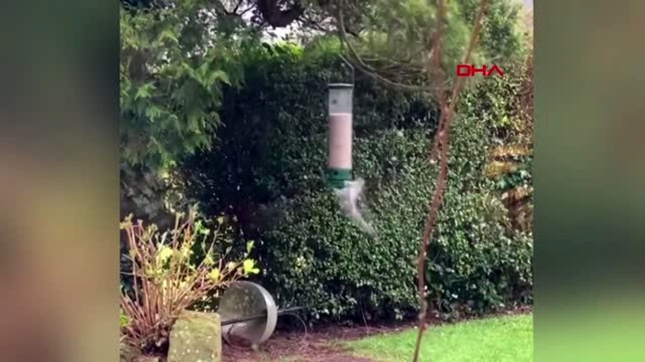 Kuş yemliğine asılarak dönen sincabın görüntüleri ilgi çekti