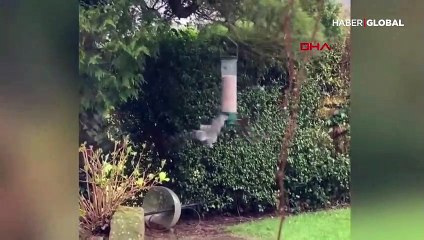 Sincabın kuş yemi hırsızlığı planladığı gibi gitmedi